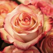 foto lezen Medium ROSE